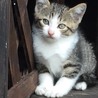 ☆かわいい子猫２兄弟の里親募集中です☆ サムネイル3