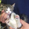☆かわいい子猫２兄弟の里親募集中です☆ サムネイル4