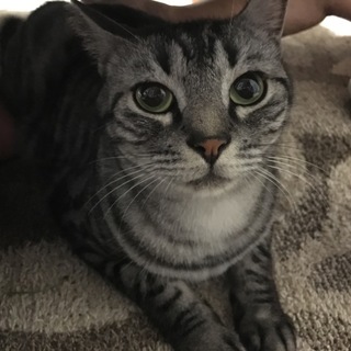 アメリカンショート男の子4歳