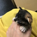 ★子猫4匹★