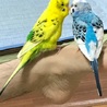 よしたか33