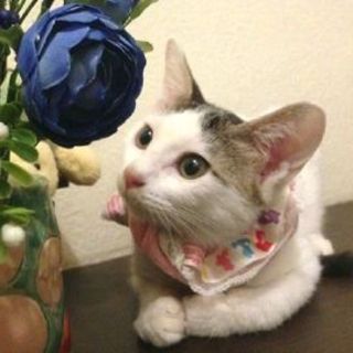 10/1銀座★チェリーちゃん★甘えん坊さん