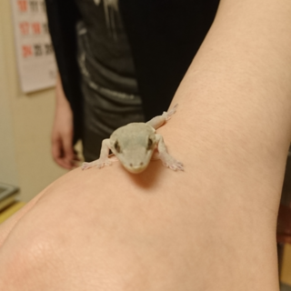 ニホンヤモリの里親を募集しております。