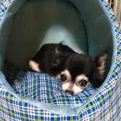 「我が家の日常」サムネイル2