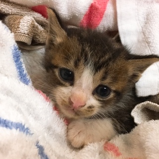 超絶可愛いキジ白