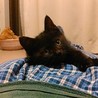 可愛い黒猫の男の子です サムネイル2