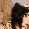 可愛い黒猫の男の子です サムネイル3
