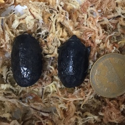 「無事、孵りました。」サムネイル2