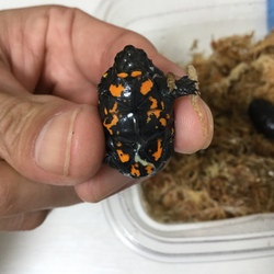 「無事、孵りました。」サムネイル3