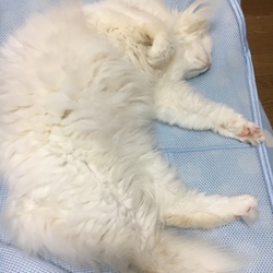 長女が天才すぎる件