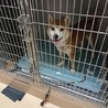 【感謝】繋がりました！迷子犬ボン似の柴クン サムネイル4