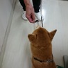 【感謝】繋がりました！迷子犬ボン似の柴クン サムネイル6