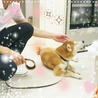 【感謝】繋がりました！迷子犬ボン似の柴クン サムネイル7