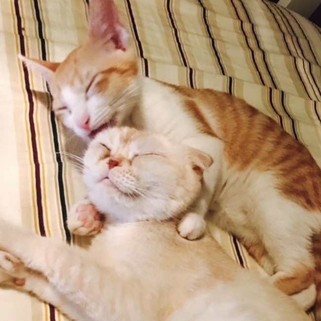 ragsis0505のカバー写真