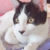 ろあたん
