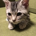 アメリカンショートヘア