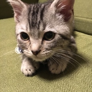 アメリカンショートヘア