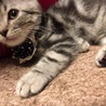 アメリカンショートヘア サムネイル2