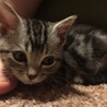 アメリカンショートヘア サムネイル3