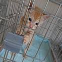人慣れ仔猫 1か月半