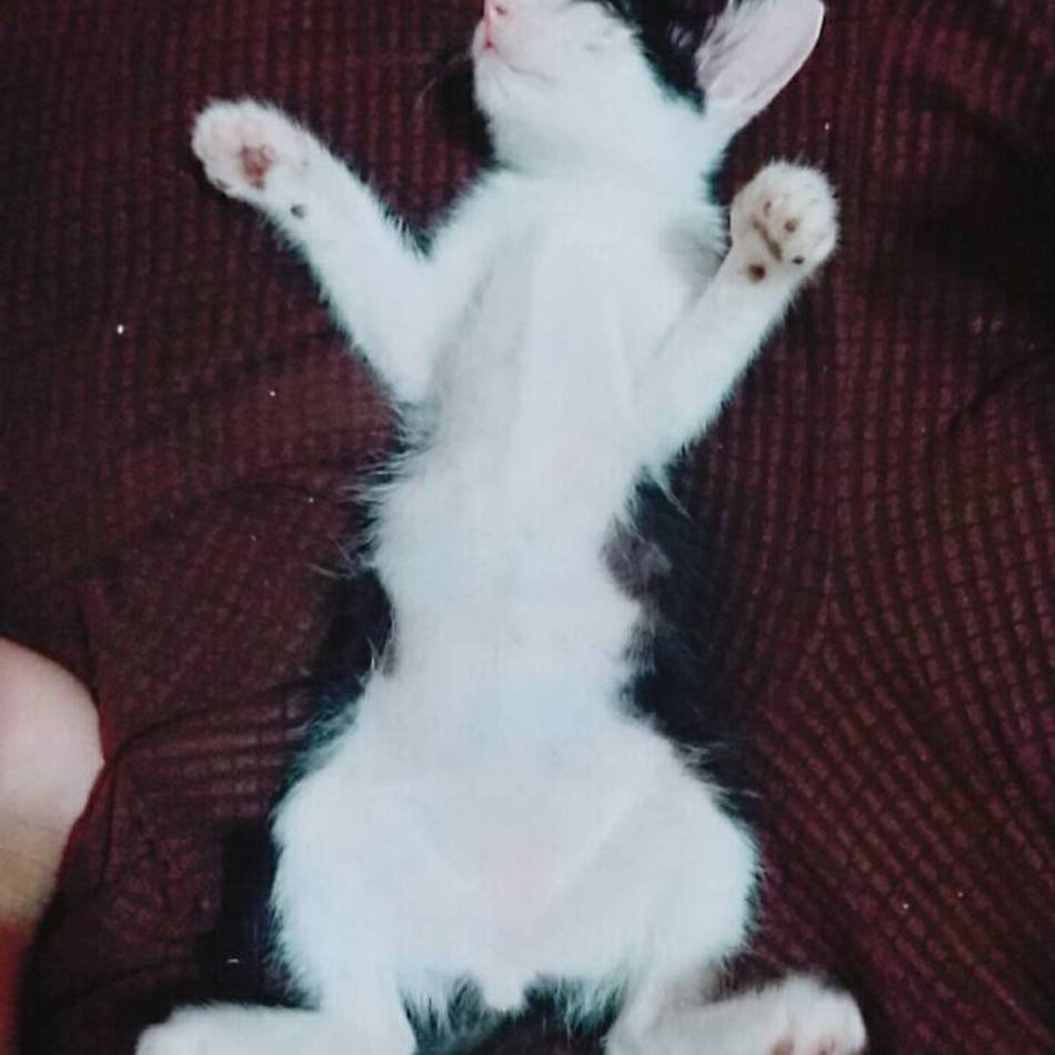 キティーちゃんのカバー写真