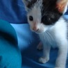 元気いっぱいの子猫ちゃんたちです！ サムネイル4