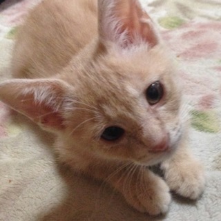 耳が可愛い元気な男の子♡茶トラ