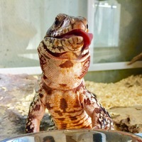 ブレイズ(レッドテグー)