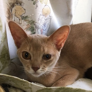 決定☆『スフィ』目の手術頑張り・・・幸せを探し中