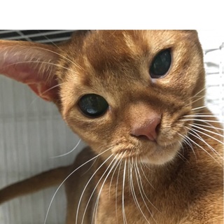 決定☆『ガイル』若々しさ満点、遊ぶのが大好き！！