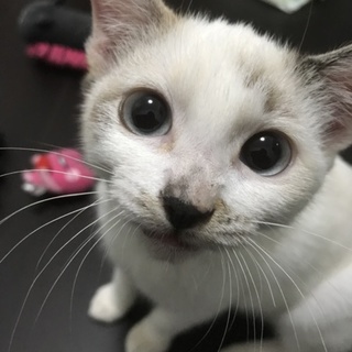 【福ちゃん】大事に育てて下さる方お願いします。