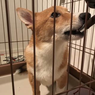 8か月子犬 コーギー×柴ミックス 男の子