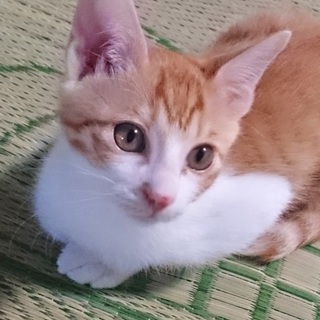 リッツくん(トライアル中)