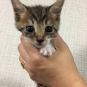 子猫が４匹生まれています！