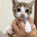 子猫が４匹生まれています！