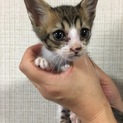 子猫が４匹生まれています！
