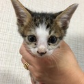 子猫が４匹生まれています！
