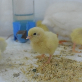 ヒメウズラ【白姫】里親募集[決定しました！]