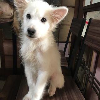 ふさふさ真っ白の男の子♪