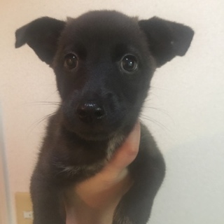 決定！・小さな甘えん坊黒白MIX雌♪