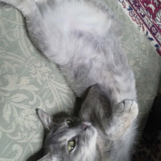 お目々パッチリ美人な「ひよりちゃん」♥