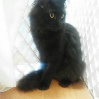 長毛種・ベタベタ甘えん坊ベガ君