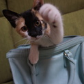 三毛猫♀。家族に迎えてくださる方を探しています。