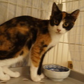 三毛猫姉妹おりちゃん、医療済