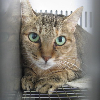 今夜で収容期限を迎えます。