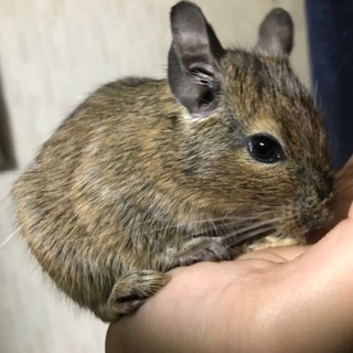デグー(生後９ヶ月 ♂) 里親を募集します。