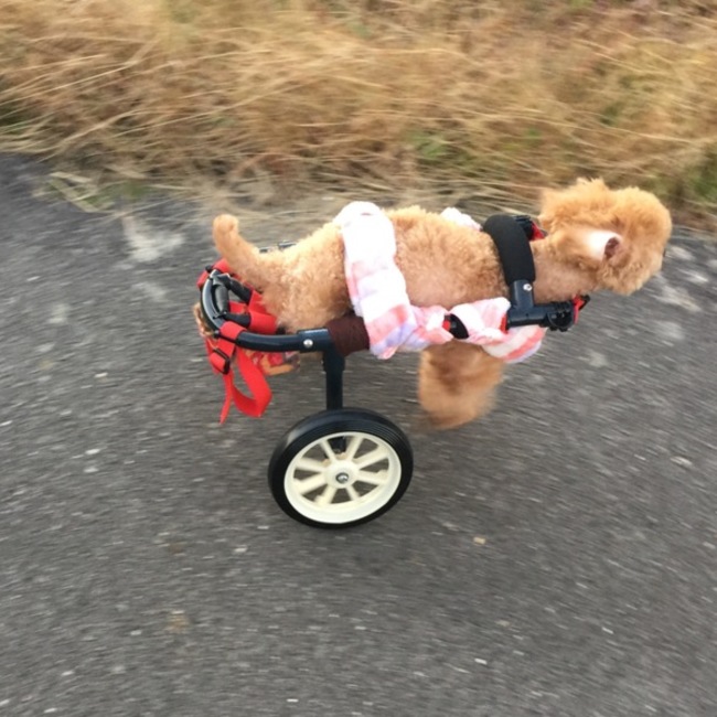 セーブ・ザ・アニマルズのカバー写真