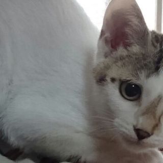 こわがりなさゆきちゃん