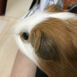 可愛い親子二匹こちらはオスです