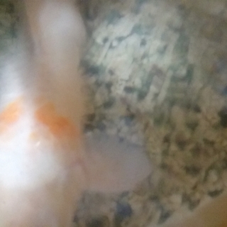 錦鯉の里親募集